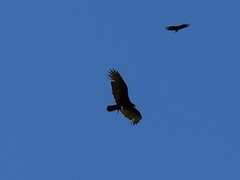 Cathartes burrovianus