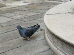 Columba livia domestica