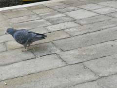 Columba livia domestica
