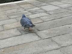 Columba livia domestica