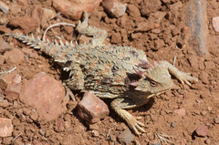 Phrynosoma cerroense