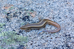 Plestiodon skiltonianus interparietalis