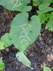 Scrobipalpula manierreorum