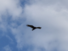 Cathartes burrovianus