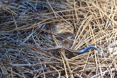 Plestiodon skiltonianus interparietalis