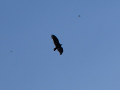Cathartes burrovianus