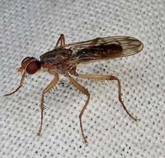 Norellia spinipes