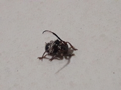 Tessarecphora arachnoides