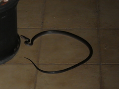 Stegonotus australis