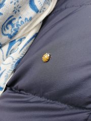 Harmonia axyridis