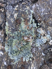 Acarospora schleicheri