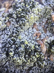 Acarospora schleicheri