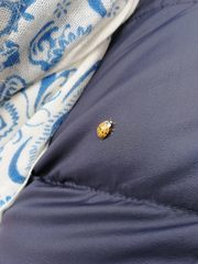 Harmonia axyridis