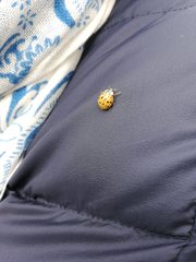 Harmonia axyridis