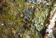 Scytinium dactylinum