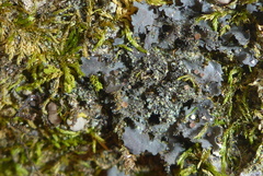 Scytinium dactylinum