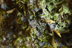 Scytinium dactylinum