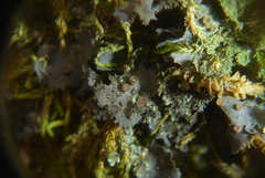 Scytinium dactylinum