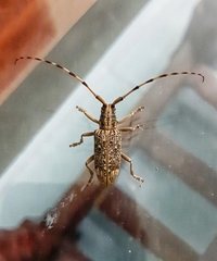 Pharsalia subgemmata