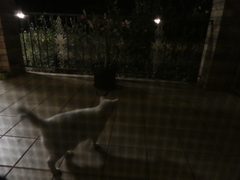 Stegonotus australis