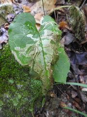 Scrobipalpula manierreorum