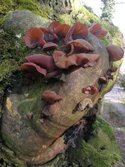 Auricularia auricula-judae