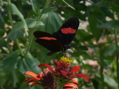 Heliconius erato hydara