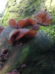 Auricularia auricula-judae