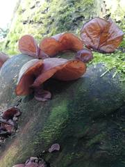 Auricularia auricula-judae