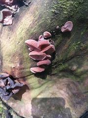 Auricularia auricula-judae