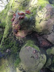 Auricularia auricula-judae