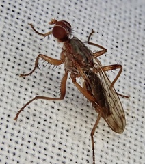 Norellia spinipes