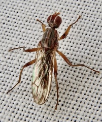 Norellia spinipes
