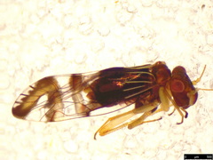 Pentacladus eucalypti