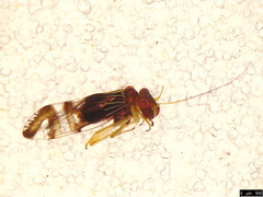 Pentacladus eucalypti