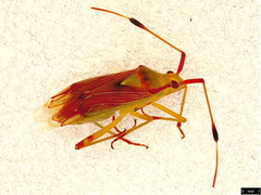 Pseudopantilius australis