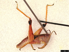 Phaulacridium vittatum