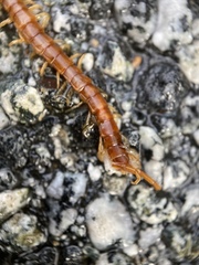 Scolopocryptopidae