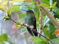Haplophaedia aureliae
