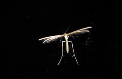 Pterophorus innotatalis