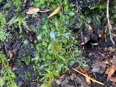 Calypogeia integristipula