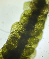 Calypogeia integristipula