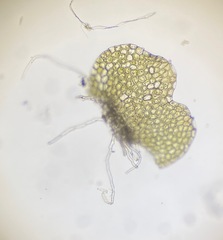 Calypogeia integristipula