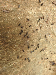 Dolichoderus taschenbergi