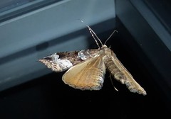Hydriomena deltoidata
