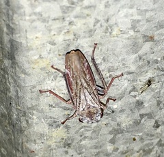 Tretogonia