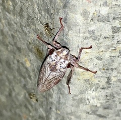 Tretogonia