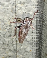 Tretogonia