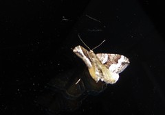 Hydriomena deltoidata