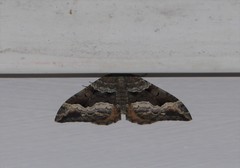 Hydriomena deltoidata
